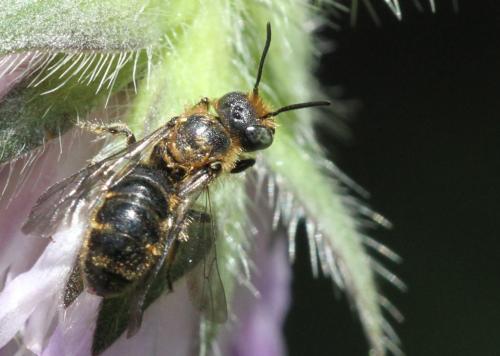 Réf. 186 177 : Chelostoma rapunculi